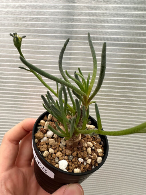 【現品限り】フィロボルス・テヌイフロルス【Q68】 Phyllobolus tenuiflorus【植物】塊根植物 夏型 コーデックス - 画像 (2)