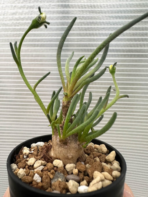 【現品限り】フィロボルス・テヌイフロルス【Q68】 Phyllobolus tenuiflorus【植物】塊根植物 夏型 コーデックス - 画像 (3)