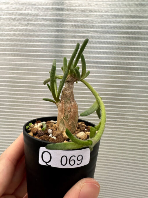 【現品限り】フィロボルス・テヌイフロルス【Q69】 Phyllobolus tenuiflorus【植物】塊根植物 夏型 コーデックス