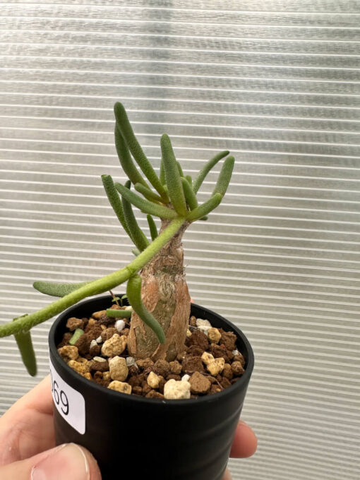 【現品限り】フィロボルス・テヌイフロルス【Q69】 Phyllobolus tenuiflorus【植物】塊根植物 夏型 コーデックス - 画像 (2)