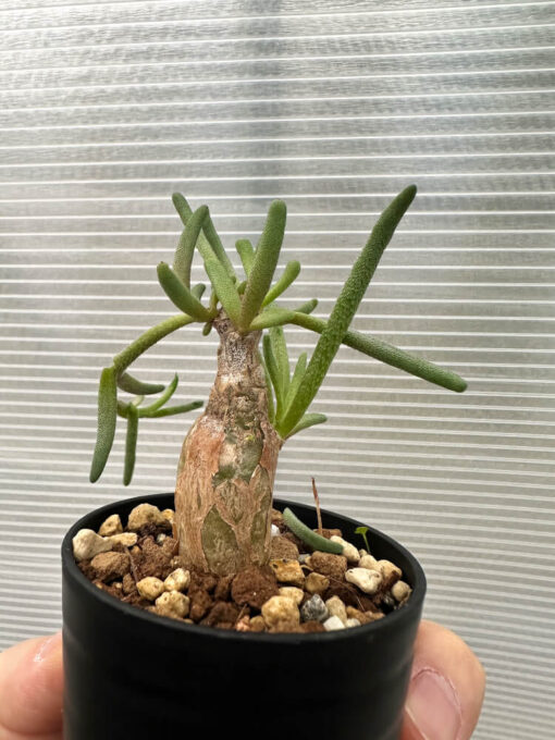 【現品限り】フィロボルス・テヌイフロルス【Q69】 Phyllobolus tenuiflorus【植物】塊根植物 夏型 コーデックス - 画像 (3)