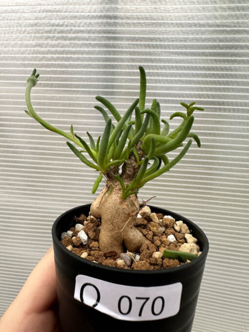 【現品限り】フィロボルス・テヌイフロルス【Q70】 Phyllobolus tenuiflorus【植物】塊根植物 夏型 コーデックス