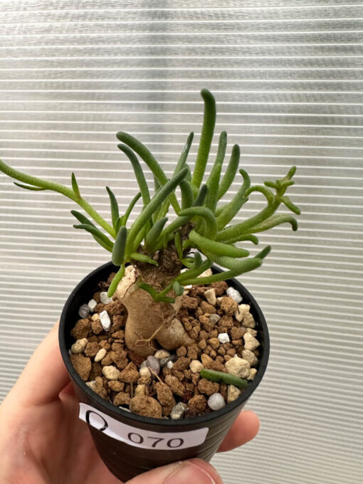 【現品限り】フィロボルス・テヌイフロルス【Q70】 Phyllobolus tenuiflorus【植物】塊根植物 夏型 コーデックス - 画像 (2)