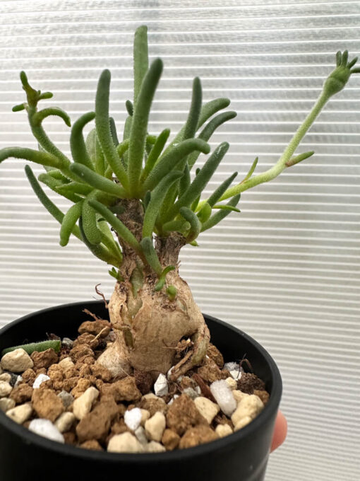 【現品限り】フィロボルス・テヌイフロルス【Q70】 Phyllobolus tenuiflorus【植物】塊根植物 夏型 コーデックス - 画像 (3)