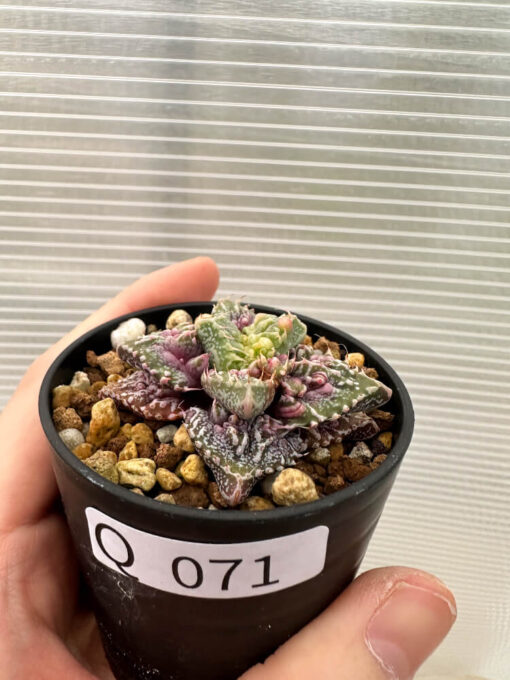 【現品限り】フォーカリア 荒波【Q71】 Faucaria tuberculosa ‘Aranami’【植物】塊根植物 夏型 コーデックス