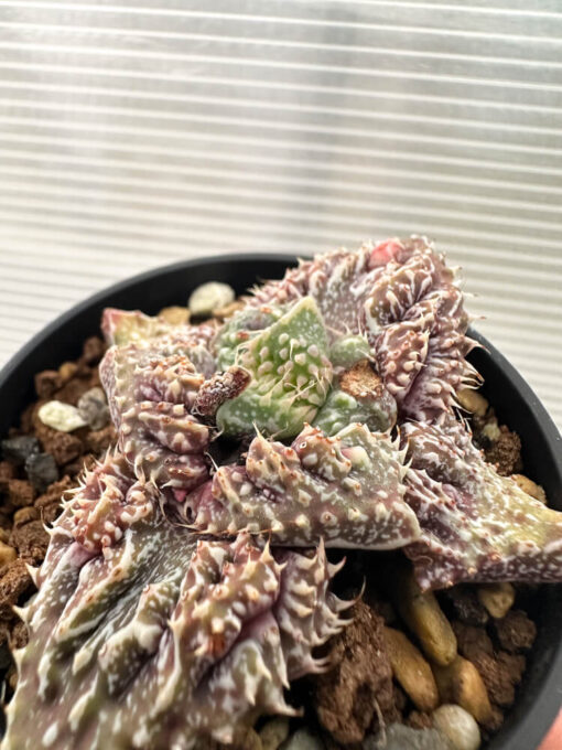 【現品限り】フォーカリア 荒波【Q72】 Faucaria tuberculosa ‘Aranami’【植物】塊根植物 夏型 コーデックス - 画像 (3)