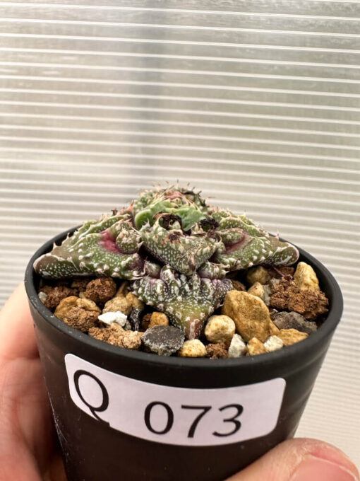 【現品限り】フォーカリア 荒波【Q73】 Faucaria tuberculosa ‘Aranami’【植物】塊根植物 夏型 コーデックス