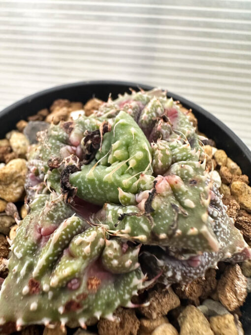 【現品限り】フォーカリア 荒波【Q73】 Faucaria tuberculosa ‘Aranami’【植物】塊根植物 夏型 コーデックス - 画像 (3)