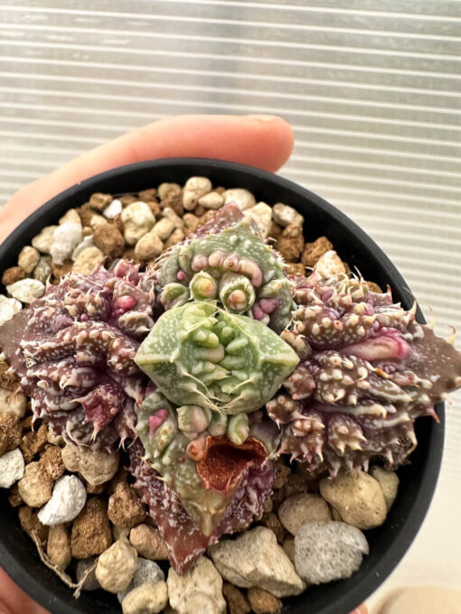 【現品限り】フォーカリア 荒波【Q74】 Faucaria tuberculosa ‘Aranami’【植物】塊根植物 夏型 コーデックス - 画像 (2)