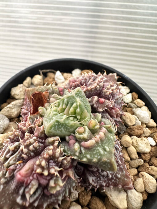 【現品限り】フォーカリア 荒波【Q74】 Faucaria tuberculosa ‘Aranami’【植物】塊根植物 夏型 コーデックス - 画像 (3)