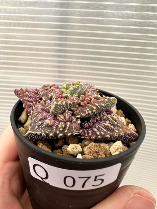 【現品限り】フォーカリア 荒波【Q75】 Faucaria tuberculosa ‘Aranami’【植物】塊根植物 夏型 コーデックス