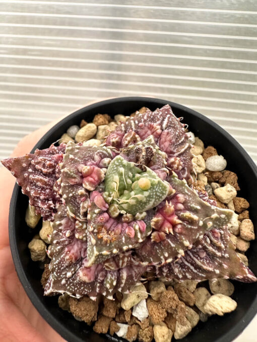 【現品限り】フォーカリア 荒波【Q75】 Faucaria tuberculosa ‘Aranami’【植物】塊根植物 夏型 コーデックス - 画像 (2)