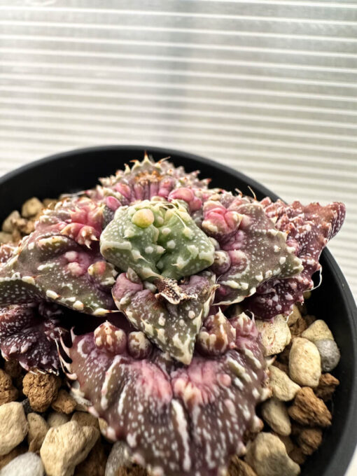 【現品限り】フォーカリア 荒波【Q75】 Faucaria tuberculosa ‘Aranami’【植物】塊根植物 夏型 コーデックス - 画像 (3)