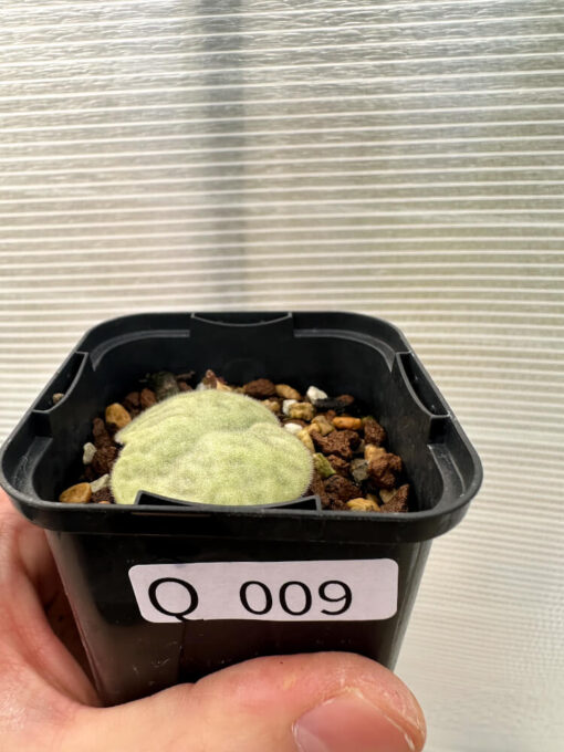 【現品限り】チレコドン・シングラリス【Q9】 Tylecodon singularis【植物】塊根植物 夏型 コーデックス