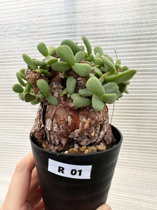 【現品限り】ケラリア・ピグマエア 現地株【R1】 Ceraria pygmaea【植物】塊根植物 夏型 コーデックス