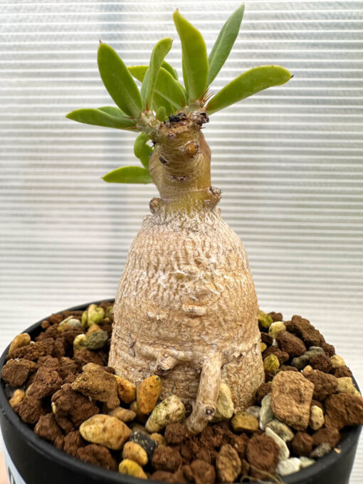 【現品限り】パキポディウム・ビスピノーサム【R10】 Pachypodium bispinosum【植物】塊根植物 夏型 コーデックス - 画像 (3)