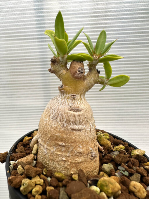 【現品限り】パキポディウム・ビスピノーサム【R10】 Pachypodium bispinosum【植物】塊根植物 夏型 コーデックス - 画像 (4)