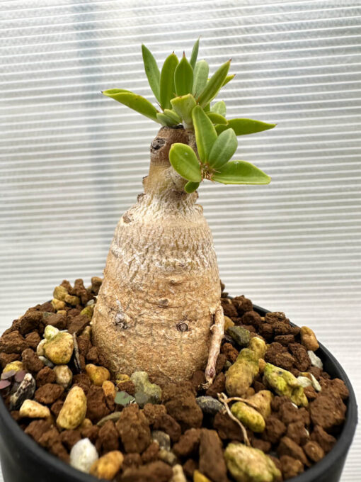 【現品限り】パキポディウム・ビスピノーサム【R10】 Pachypodium bispinosum【植物】塊根植物 夏型 コーデックス - 画像 (5)