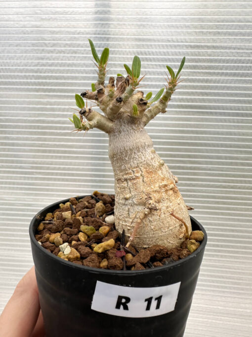 【現品限り】パキポディウム・ビスピノーサム【R11】 Pachypodium bispinosum【植物】塊根植物 夏型 コーデックス