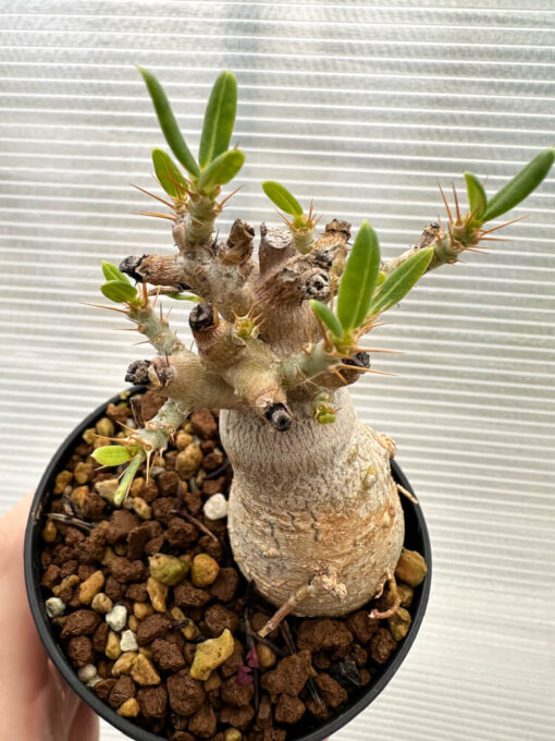 【現品限り】パキポディウム・ビスピノーサム【R11】 Pachypodium bispinosum【植物】塊根植物 夏型 コーデックス - 画像 (2)