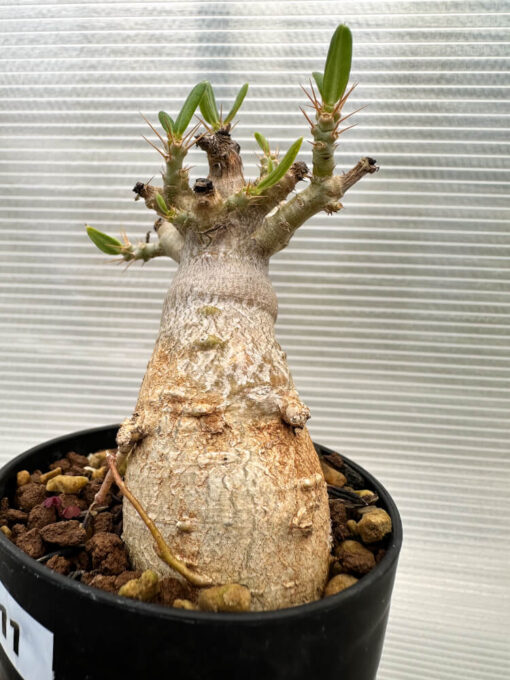 【現品限り】パキポディウム・ビスピノーサム【R11】 Pachypodium bispinosum【植物】塊根植物 夏型 コーデックス - 画像 (3)