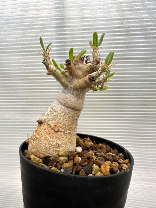 【現品限り】パキポディウム・ビスピノーサム【R11】 Pachypodium bispinosum【植物】塊根植物 夏型 コーデックス - 画像 (4)