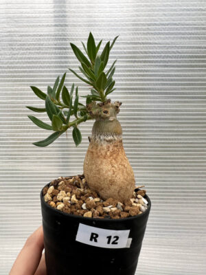 プラントブラザーズ