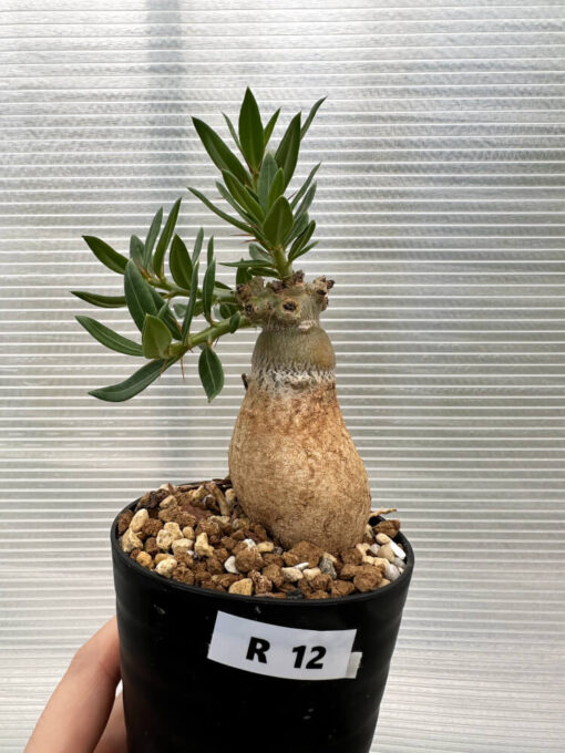 【現品限り】パキポディウム・ビスピノーサム【R12】 Pachypodium bispinosum【植物】塊根植物 夏型 コーデックス