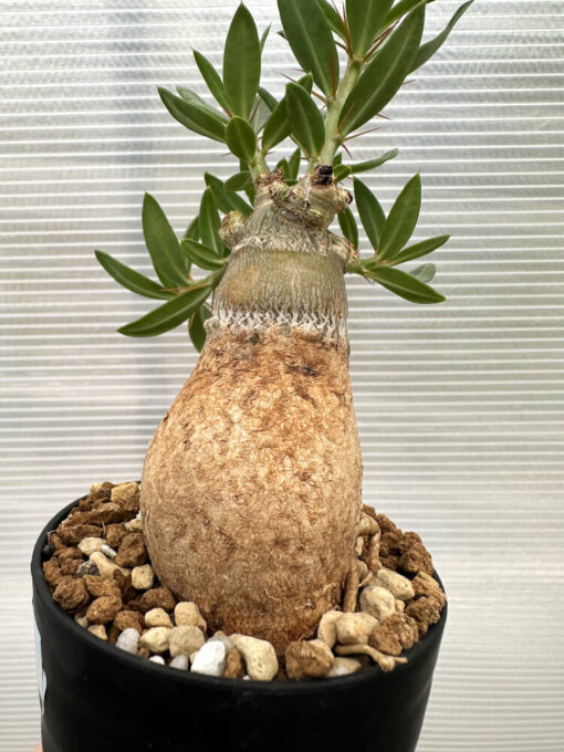 【現品限り】パキポディウム・ビスピノーサム【R12】 Pachypodium bispinosum【植物】塊根植物 夏型 コーデックス - 画像 (3)