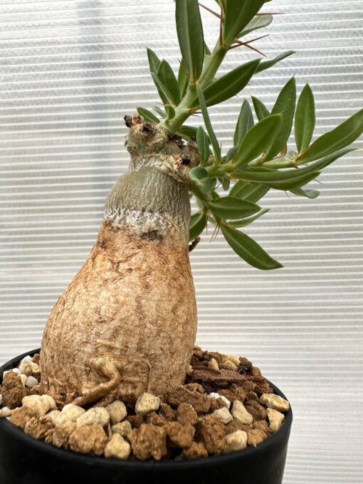 【現品限り】パキポディウム・ビスピノーサム【R12】 Pachypodium bispinosum【植物】塊根植物 夏型 コーデックス - 画像 (4)