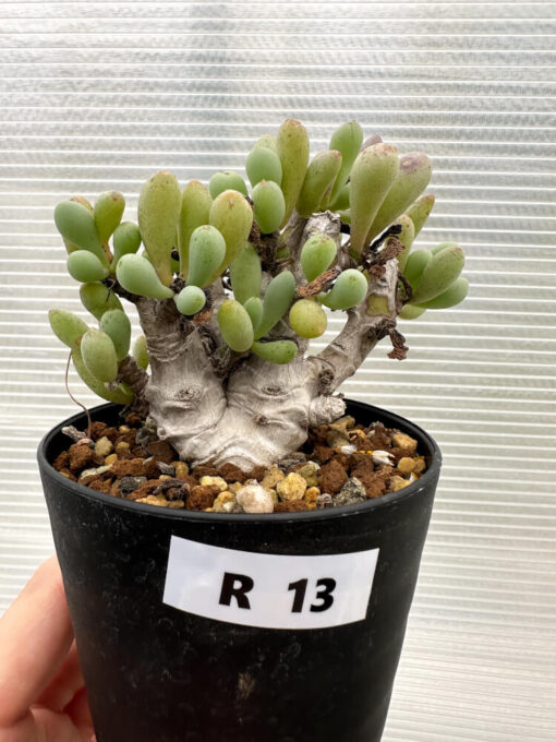 【現品限り】オトンナ・クラビフォリア【R13】 Othonna clavifolia【植物】塊根植物 夏型 コーデックス