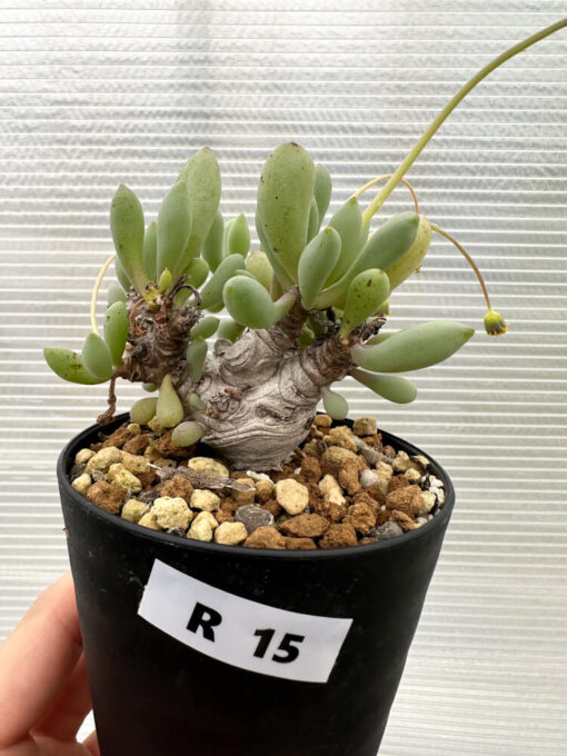 【現品限り】オトンナ・クラビフォリア【R15】 Othonna clavifolia【植物】塊根植物 夏型 コーデックス