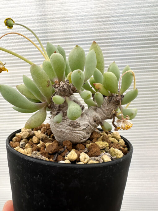 【現品限り】オトンナ・クラビフォリア【R15】 Othonna clavifolia【植物】塊根植物 夏型 コーデックス - 画像 (4)