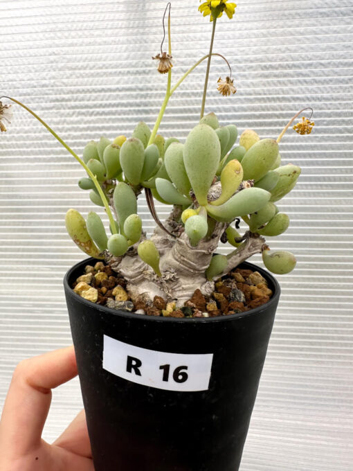 【現品限り】オトンナ・クラビフォリア【R16】 Othonna clavifolia【植物】塊根植物 夏型 コーデックス