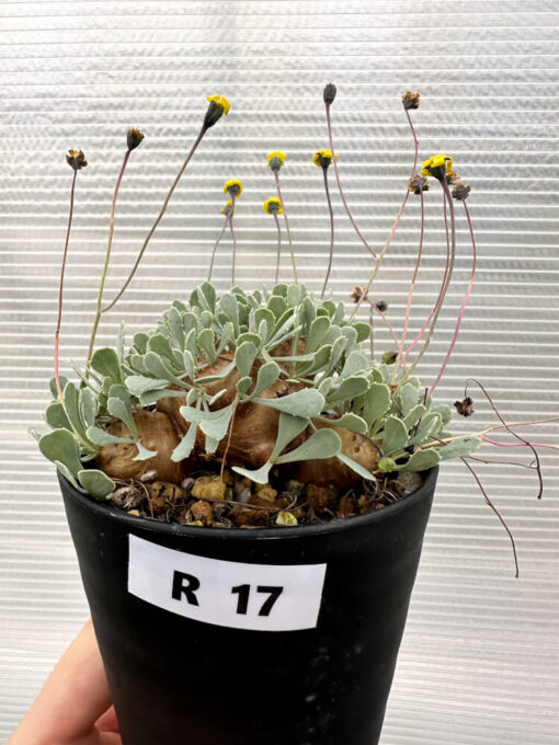 【現品限り】オトンナ・カカリオイデス 大株　実生【R17】 Othonna cacalioides【植物】塊根植物 夏型 コーデックス