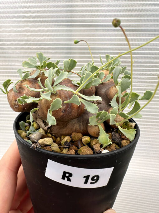 【現品限り】オトンナ・カカリオイデス 大株 現地株 発根済み【R19】 Othonna cacalioides【植物】塊根植物 夏型 コーデックス