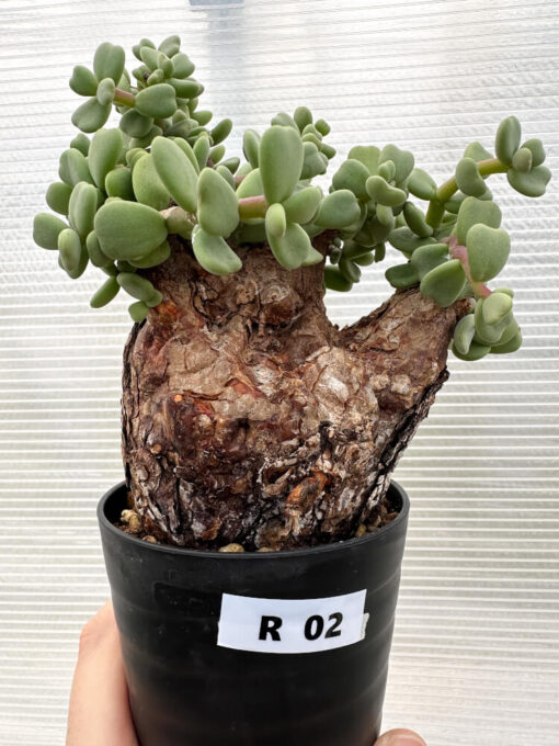 【現品限り】ケラリア・ピグマエア 現地株【R2】 Ceraria pygmaea【植物】塊根植物 夏型 コーデックス