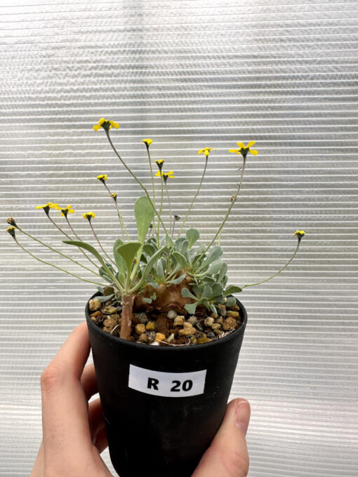 【現品限り】オトンナ・カカリオイデス 実生【R20】 Othonna cacalioides【植物】塊根植物 夏型 コーデックス