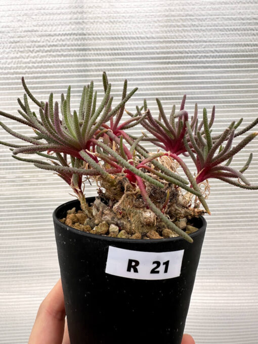 【現品限り】フィロボルス・レスルゲンス【R21】 Phyllobolus resurgens【植物】塊根植物 夏型 コーデックス