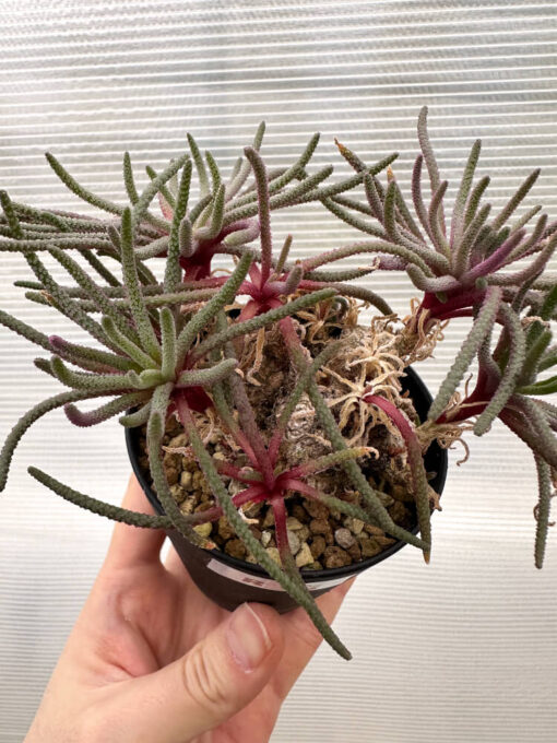 【現品限り】フィロボルス・レスルゲンス【R21】 Phyllobolus resurgens【植物】塊根植物 夏型 コーデックス - 画像 (2)