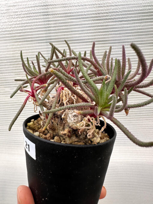 【現品限り】フィロボルス・レスルゲンス【R21】 Phyllobolus resurgens【植物】塊根植物 夏型 コーデックス - 画像 (3)