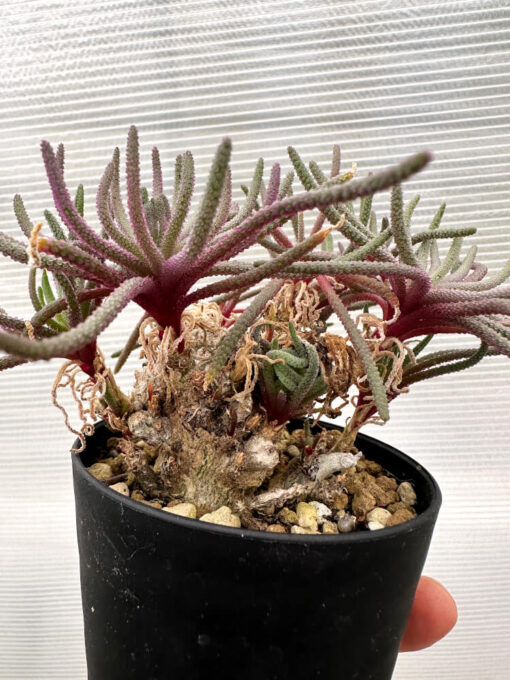 【現品限り】フィロボルス・レスルゲンス【R21】 Phyllobolus resurgens【植物】塊根植物 夏型 コーデックス - 画像 (4)