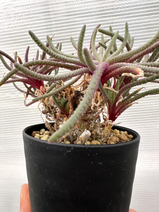 【現品限り】フィロボルス・レスルゲンス【R21】 Phyllobolus resurgens【植物】塊根植物 夏型 コーデックス - 画像 (5)