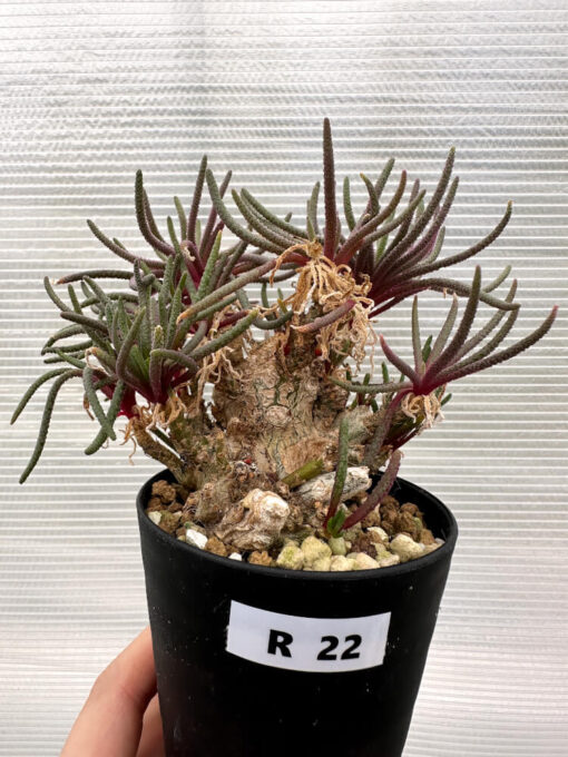 【現品限り】フィロボルス・レスルゲンス【R22】 Phyllobolus resurgens【植物】塊根植物 夏型 コーデックス