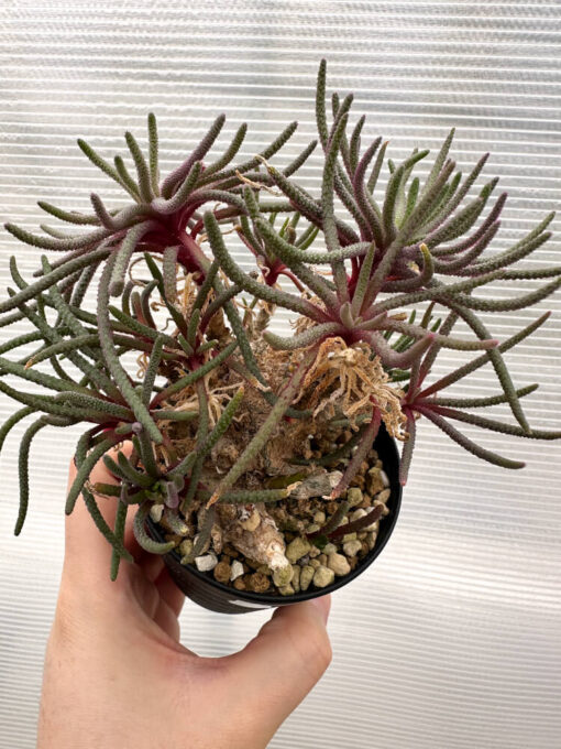 【現品限り】フィロボルス・レスルゲンス【R22】 Phyllobolus resurgens【植物】塊根植物 夏型 コーデックス - 画像 (2)