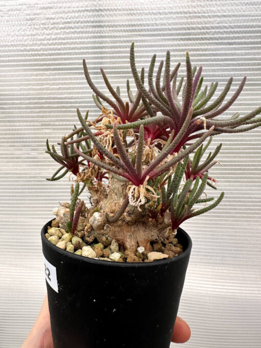 【現品限り】フィロボルス・レスルゲンス【R22】 Phyllobolus resurgens【植物】塊根植物 夏型 コーデックス - 画像 (3)