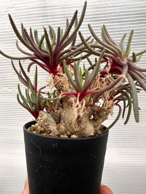 【現品限り】フィロボルス・レスルゲンス【R22】 Phyllobolus resurgens【植物】塊根植物 夏型 コーデックス - 画像 (4)