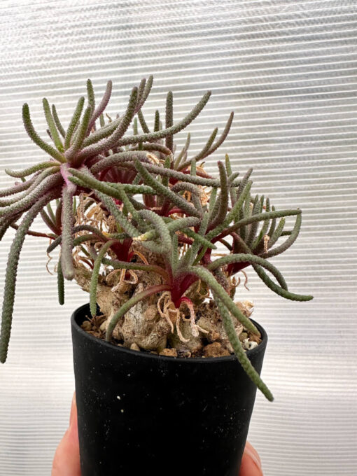 【現品限り】フィロボルス・レスルゲンス【R22】 Phyllobolus resurgens【植物】塊根植物 夏型 コーデックス - 画像 (5)