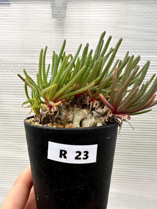 【現品限り】フィロボルス・レスルゲンス【R23】 Phyllobolus resurgens【植物】塊根植物 夏型 コーデックス