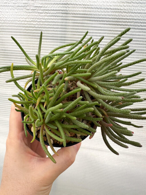 【現品限り】フィロボルス・レスルゲンス【R23】 Phyllobolus resurgens【植物】塊根植物 夏型 コーデックス - 画像 (2)